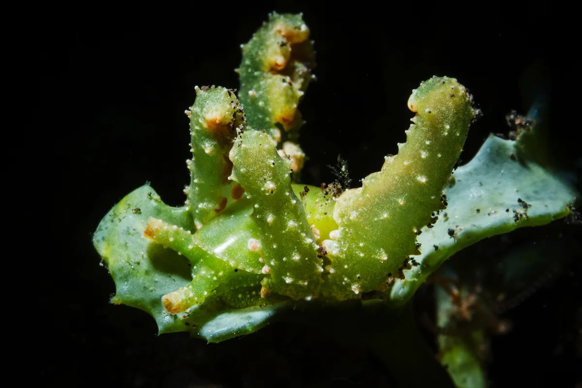 Lobiger viridis seaslug