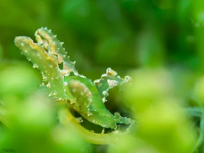 Lobiger sp.