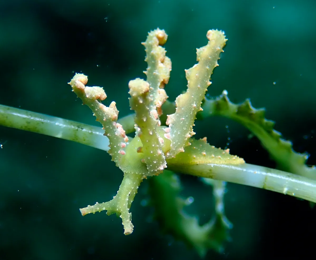 Lobiger viridis - Romblon, PH-RO, PH