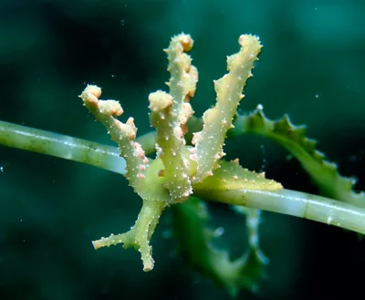 Lobiger viridis - Romblon, PH-RO, PH