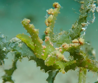 Lobiger viridis - Romblon, PH-RO, PH