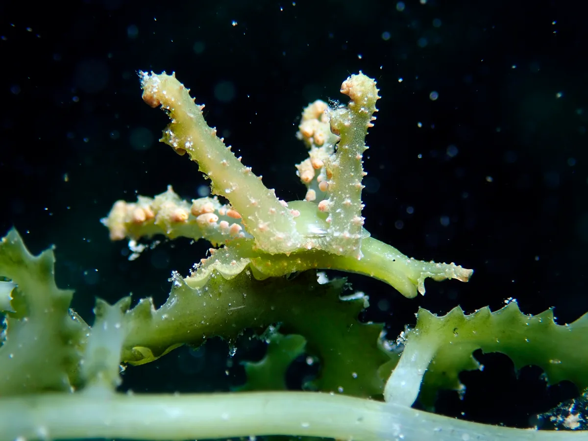Lobiger viridis - Romblon, PH-RO, PH