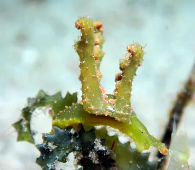 Lobiger viridis - Romblon, PH-RO, PH