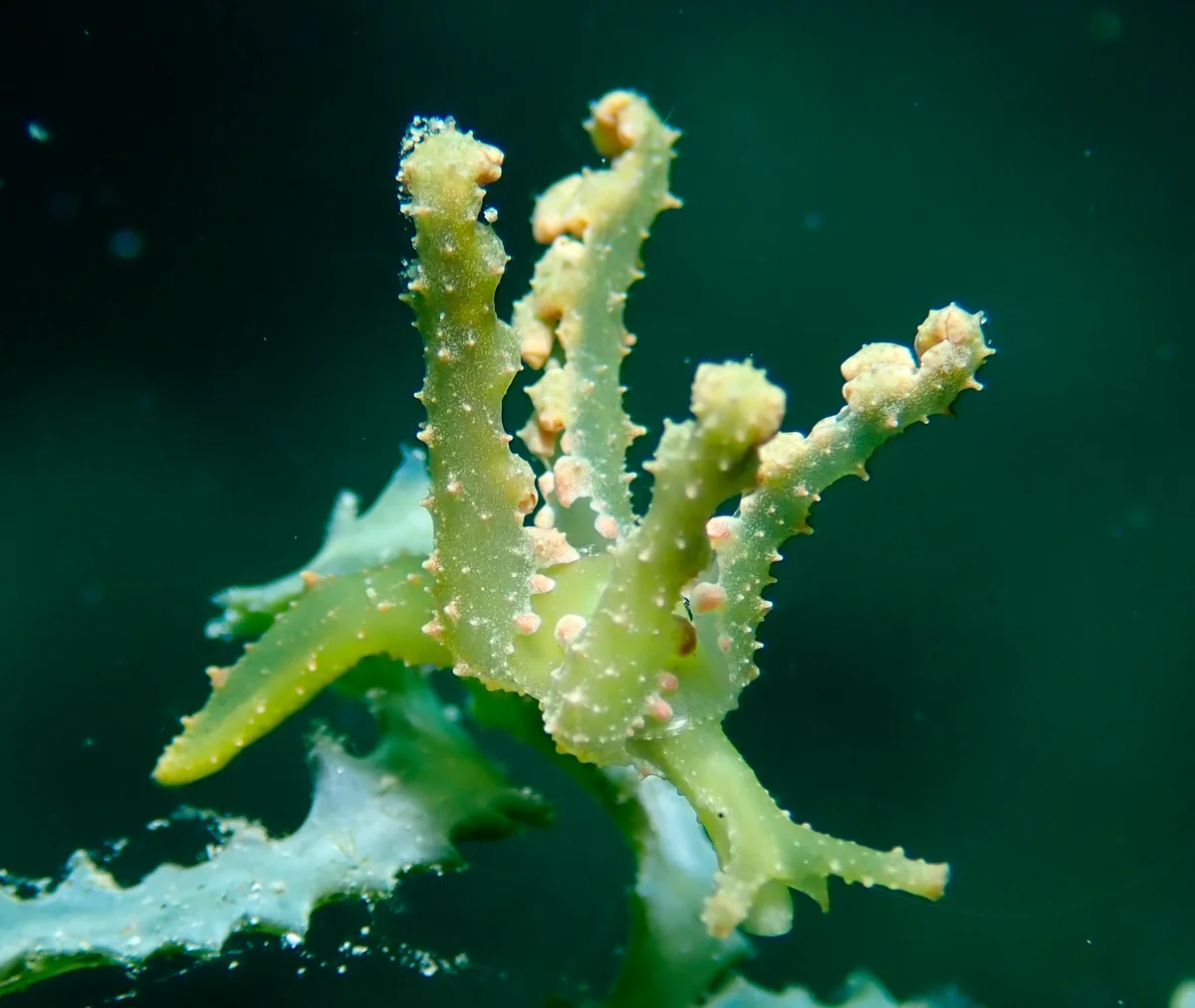 Lobiger viridis - Romblon, PH-RO, PH