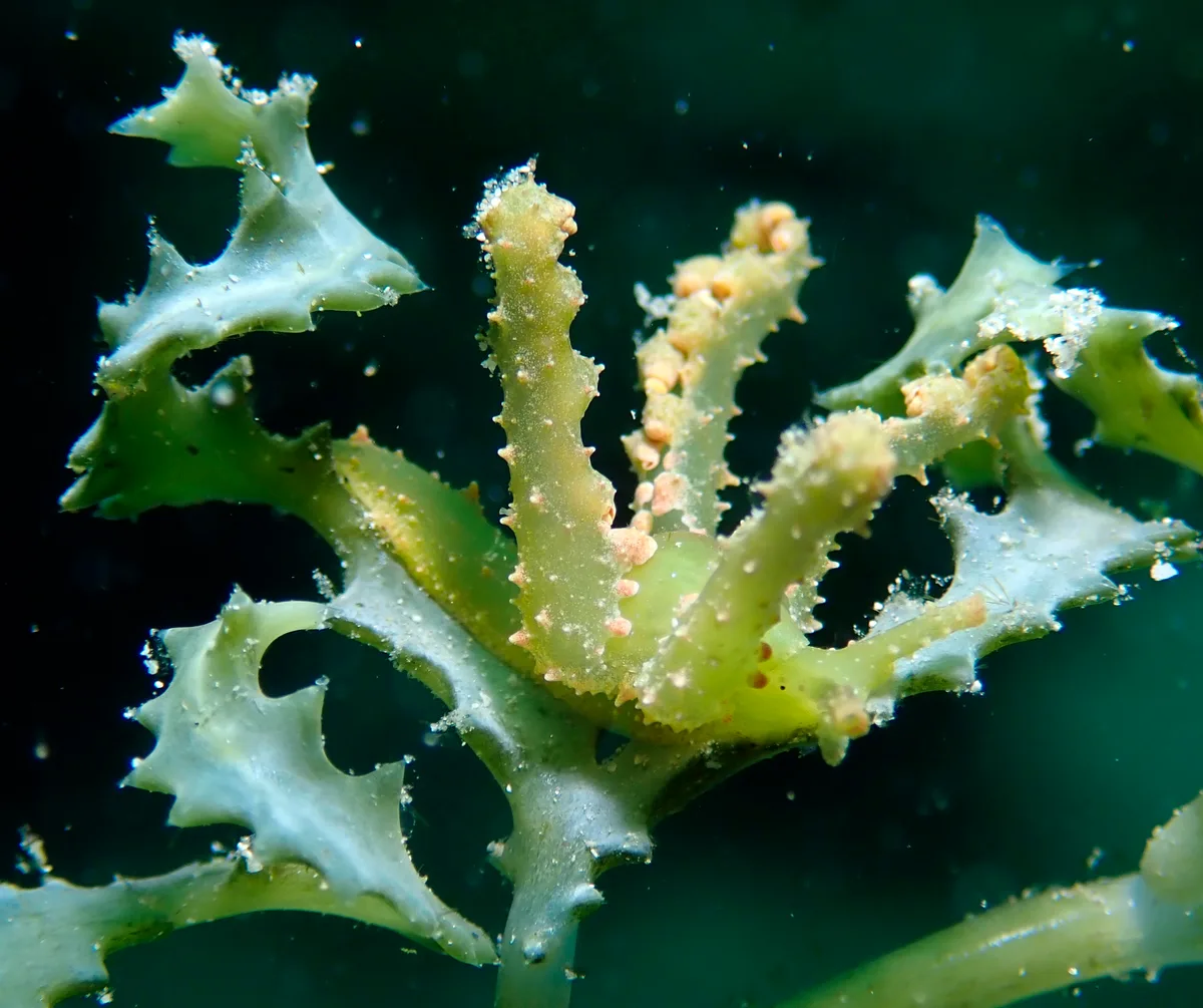 Lobiger viridis - Romblon, PH-RO, PH