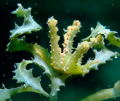 Lobiger viridis - Romblon, PH-RO, PH