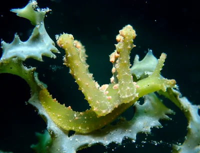 Lobiger viridis - Romblon, PH-RO, PH