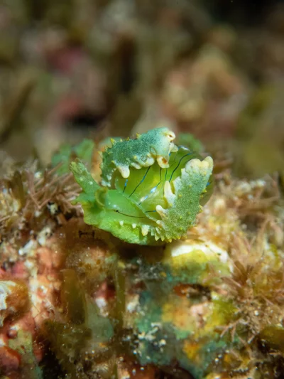 Lobiger viridis - Hawaii, US