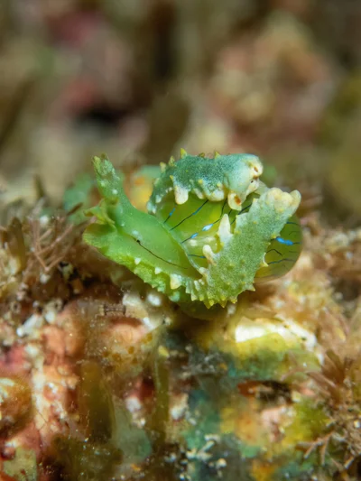 Lobiger viridis - Hawaii, US