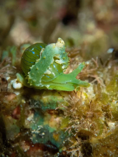 Lobiger viridis - Hawaii, US