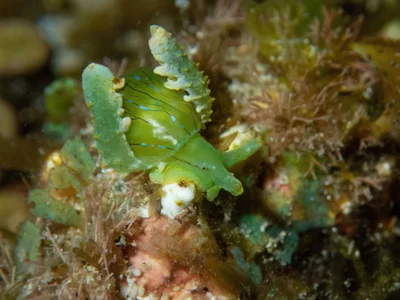 Lobiger viridis - Hawaii, US