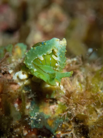 Lobiger viridis - Hawaii, US