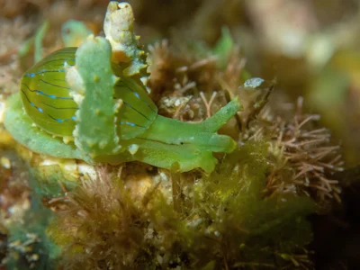 Lobiger viridis - Hawaii, US