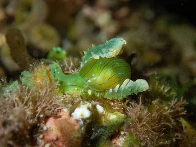 Lobiger viridis - Hawaii, US