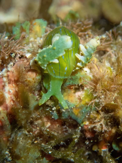 Lobiger viridis - Hawaii, US