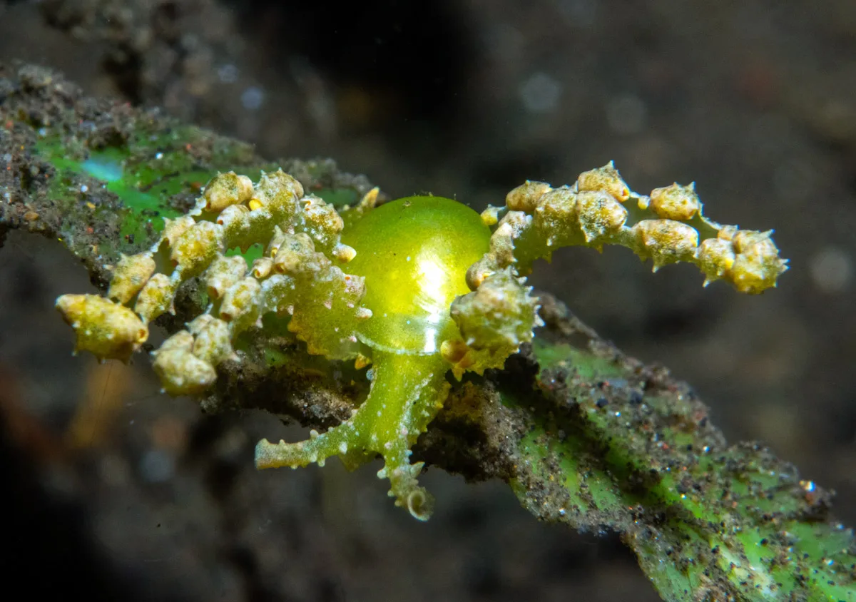 Lobiger viridis - Tianyar, Kubu, Karangasem Regency, Bali, Indonesia