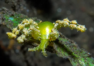 Lobiger viridis - Tianyar, Kubu, Karangasem Regency, Bali, Indonesia