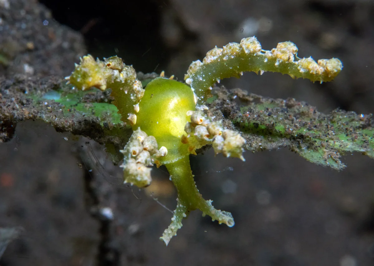 Lobiger viridis - Tianyar, Kubu, Karangasem Regency, Bali, Indonesia