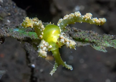 Lobiger viridis - Tianyar, Kubu, Karangasem Regency, Bali, Indonesia