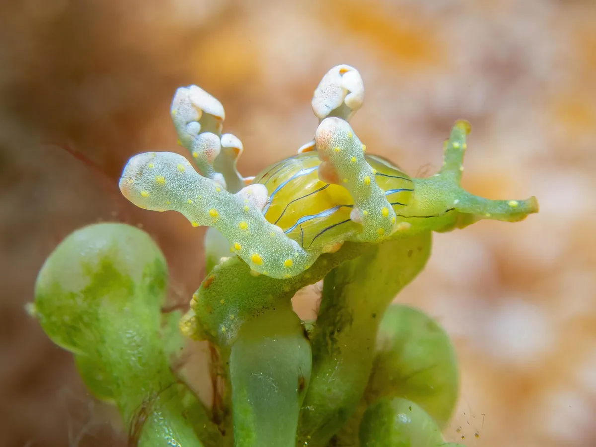 Lobiger viridis - Herring Pools, Lord Howe Island