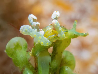 Lobiger viridis - Herring Pools, Lord Howe Island