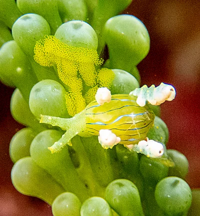 Lobiger viridis - Lord Howe Island