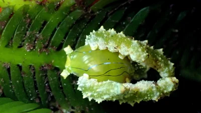 Lobiger viridis - Watamu, Kenya
