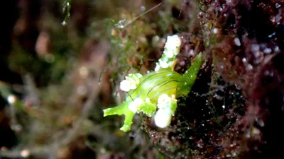 Lobiger viridis - Watamu, Kenya