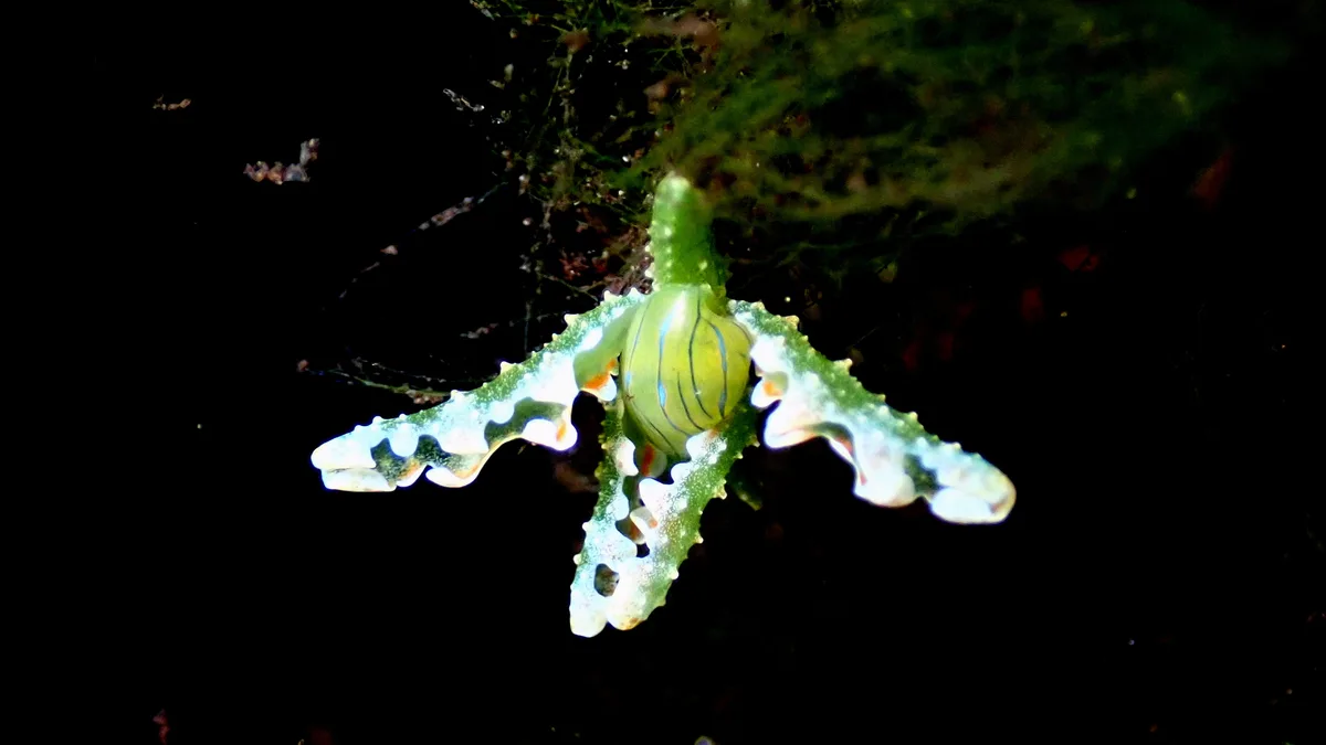 Lobiger viridis - Watamu, Kenya