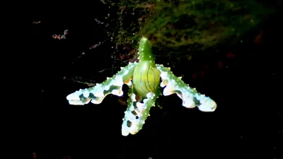 Lobiger viridis - Watamu, Kenya