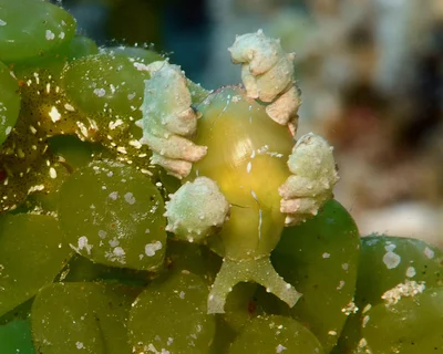 Lobiger viridis - Kwajalein Atoll, RMI