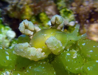 Lobiger viridis - Kwajalein Atoll, RMI