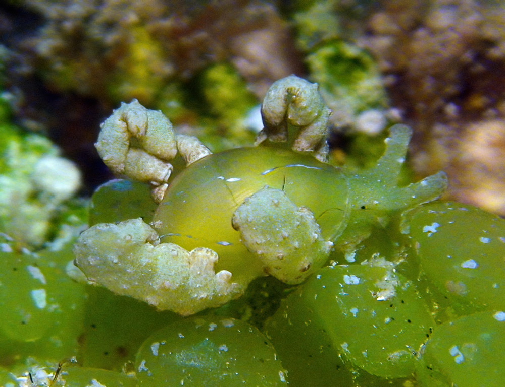 Lobiger viridis - Kwajalein Atoll, RMI