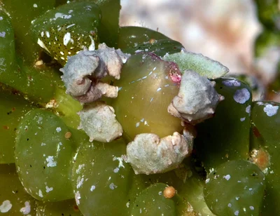Lobiger viridis - Kwajalein Atoll, RMI
