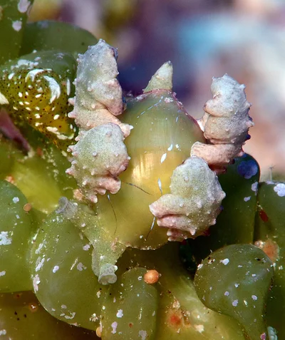Lobiger viridis - Kwajalein Atoll, RMI