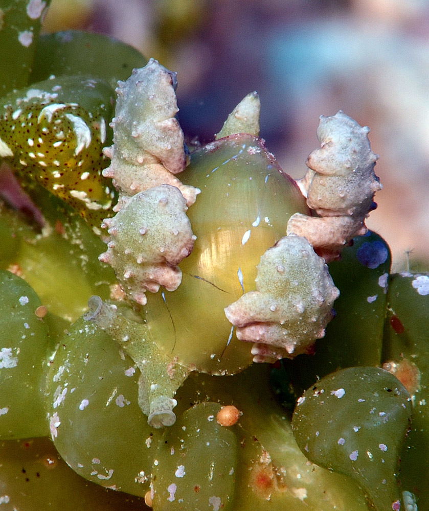 Lobiger viridis - Kwajalein Atoll, RMI