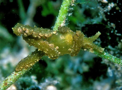 Lobiger viridis - Kwajalein Atoll, RMI