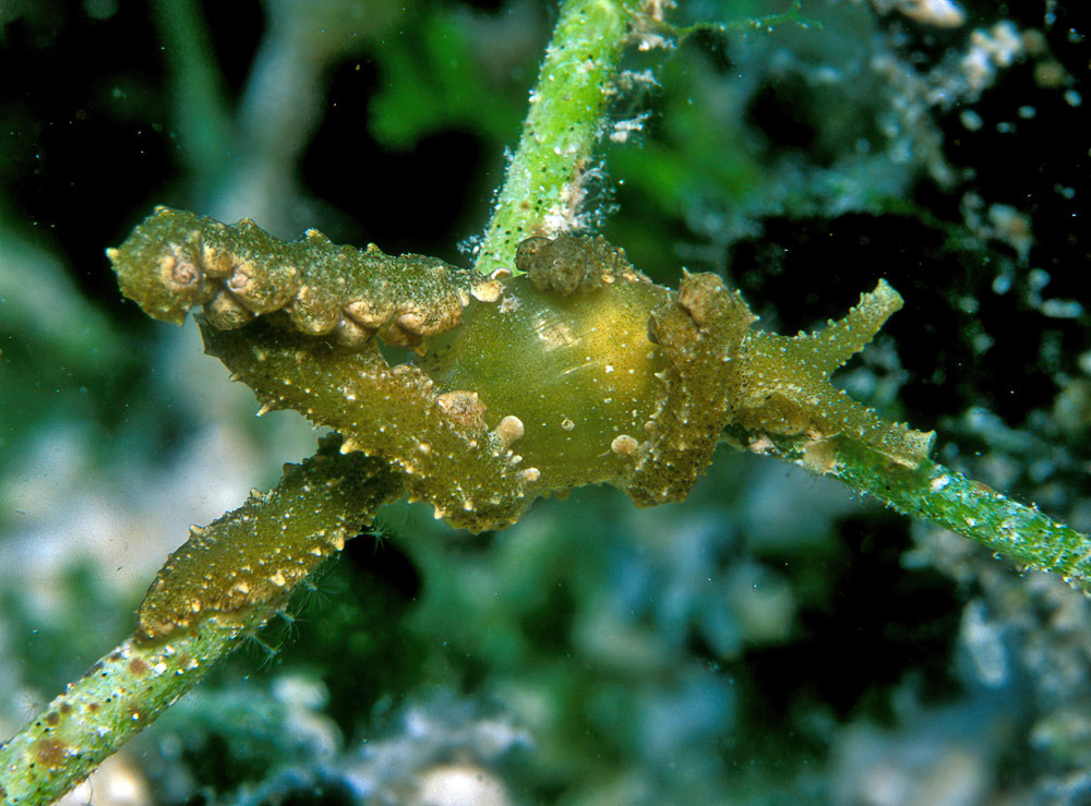 Lobiger viridis - Kwajalein Atoll, RMI