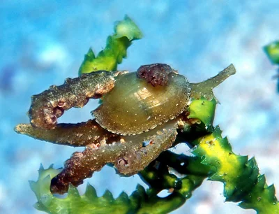 Lobiger viridis - Kwajalein Atoll, RMI