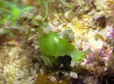 Lobiger viridis - Mabini, Batangas, Philippines