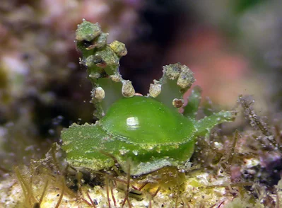 Lobiger viridis - Mabini, Batangas, Philippines