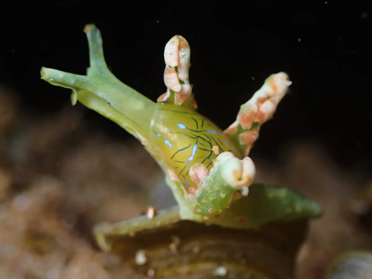 Lobiger viridis - Wailea, Wailea-Makena, HI 96753, USA