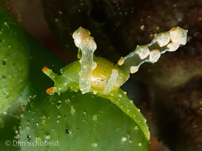 Lobiger viridis - Indonesia