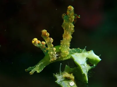 Lobiger viridis - Mabini Circumferential Rd, Mabini, Batangas, Philippines