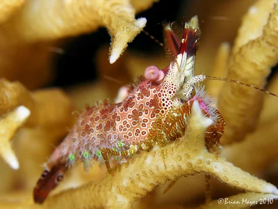 Marble Shrimp (Saron neglectus)