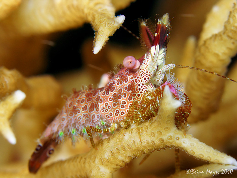 Marble Shrimp (Saron neglectus)