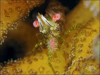 Marble Shrimp (Saron neglectus)