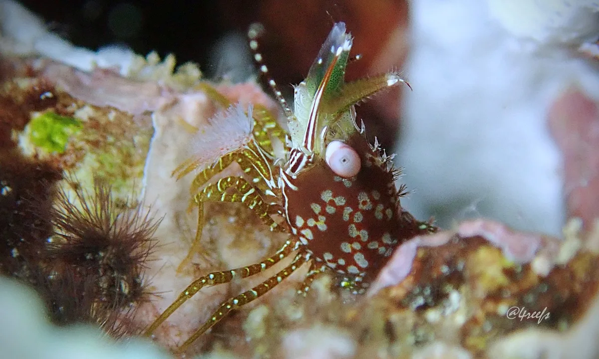 Saron neglectus