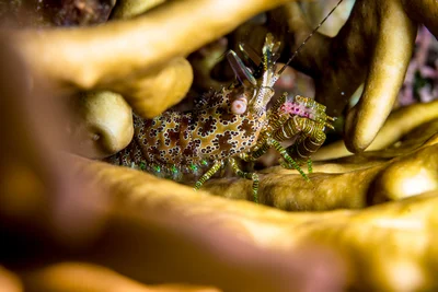 Marmorgarnele - Marbled Shrimp - Saron neglectus