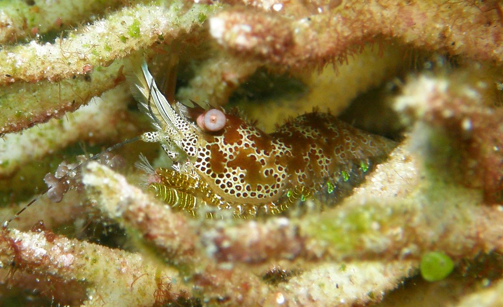 Saron neglectus, scuba diving in Romblon, Philippines
